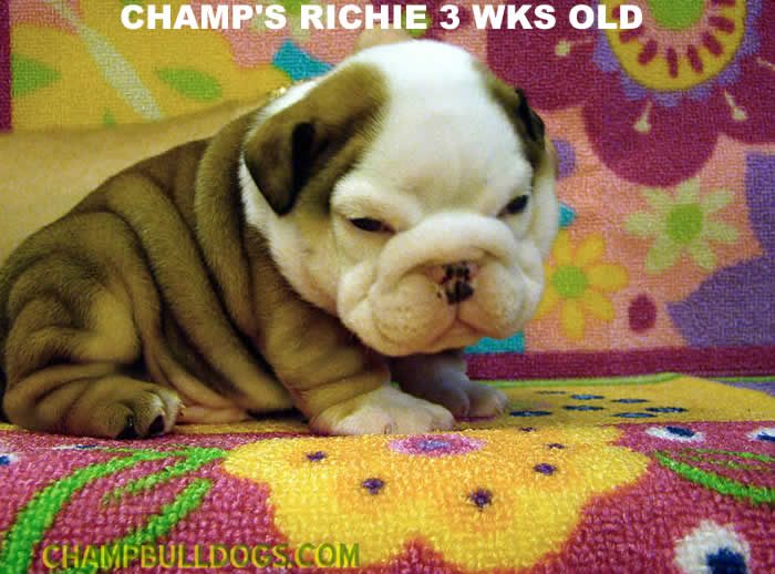English bulldog puppies